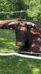 Peaceful countryside scenes documented in Tunbridge Wells