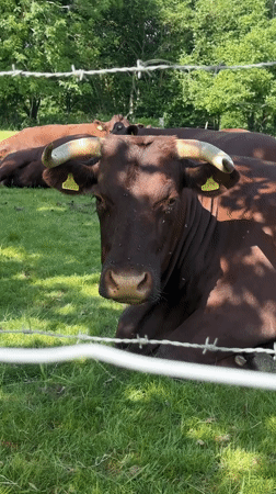 Peaceful countryside scenes documented in Tunbridge Wells
