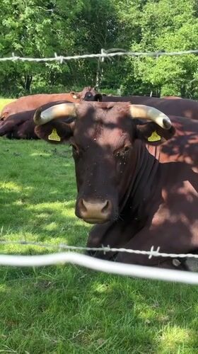 Peaceful countryside scenes documented in Tunbridge Wells