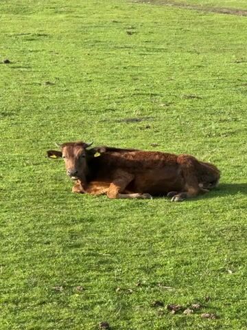 A brown cow lies in a green field. The cow has horns and a yellow ear tag. The grass is uniformly green. The cow is lying down, facing the camera. The sky is not visible. The lighting is bright and sunny.