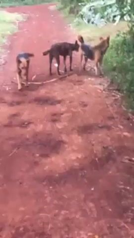 The video shows three dogs standing in a red dirt road. The road curves into the distance and has green vegetation on either side. As the camera moves, one of the dogs lies down in the road.