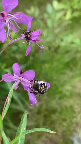 A close-up shot focuses on two insects on purple flowers. The top flower has a small, dark insect with striped wings feeding on it. Below, a larger, striped insect with fuzzy features is also feeding on another purple flower. The background is a blur of green foliage.