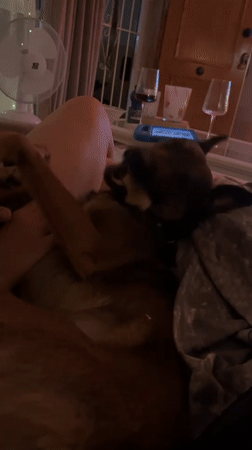 Evening relaxation with dogs captured in Los Palacios home
