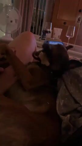 A person's bare leg is visible on the left side of the frame, bent at the knee. A light brown dog is lying on its back, with its head near the person's leg. A darker, brindle-colored dog is partially visible on the right, lying on a blanket, with its head next to the light brown dog's head. A male hand with a red bracelet enters the frame from the bottom, petting the light brown dog's chest. The person's other hand is gently resting near the light brown dog's paw. In the background, a white oscillating fan is visible on the left, and two wine glasses (one with red liquid, one empty) and a smartphone are on a surface to the right. The room is dimly lit. The dogs appear relaxed, with the darker dog occasionally opening its mouth and extending its tongue.