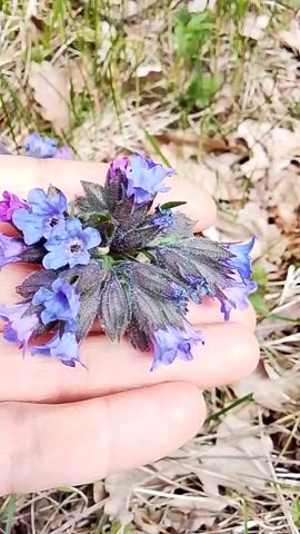 A close-up video shows a human hand gently holding a cluster of wildflowers. The flowers are small and bell-shaped, primarily in shades of blue and purple, with some showing reddish-purple hues. They are arranged in a compact inflorescence, with some dark, hairy bracts or leaves visible beneath them. The hand rotates slightly, presenting different angles of the flowers. The background is blurred, showing dry brown leaves and sparse green grass, indicating an outdoor, natural setting, likely a forest or meadow. The scene appears to be set during daytime, possibly in early spring, in Елец-Маланино, Russia. No text is visible.