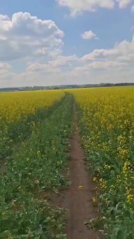 A dirt path winds through a field of vibrant yellow flowers under a partly cloudy blue sky. The path is narrow and appears to be well-traveled. The flowers, likely rapeseed, stretch out on either side of the path, creating a sea of yellow. The sky is a bright blue with scattered white clouds. The overall impression is one of a peaceful and beautiful rural landscape.
