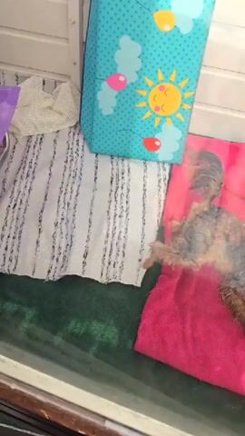 A small, shaggy dog, appearing to be a Yorkshire Terrier, lies on its side on a bright pink blanket. The dog is mostly tan and gray, with some darker patches. Its eyes are closed, and it appears to be resting or sleeping. To the left of the dog, a white and black striped cloth is laid out, and next to that, a blue patterned object with a sun and clouds is leaning against a white wall. The floor appears to be green. The scene is indoors, with a white paneled wall in the background.