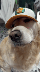 Golden Retriever spotted wearing baseball cap in Tbilisi