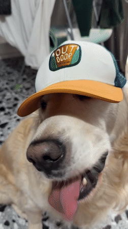 Golden Retriever spotted wearing baseball cap in Tbilisi