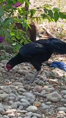 A black chicken with a red comb and wattle stands on a ground covered with small, light-colored rocks. The chicken is in the foreground, facing left, with its head lowered as if pecking at the ground. Behind the chicken, green leaves and branches of a plant are visible, with a hint of purple flowers. Further in the background, the ground is sandy and uneven, with some shadows suggesting sunlight. A few pieces of blue cloth and a dark object are also present in the background. The video captures the chicken's movements as it shifts its weight and occasionally lifts its head.
