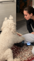 Woman plays with fluffy white dog indoors in Krasnoyarsk