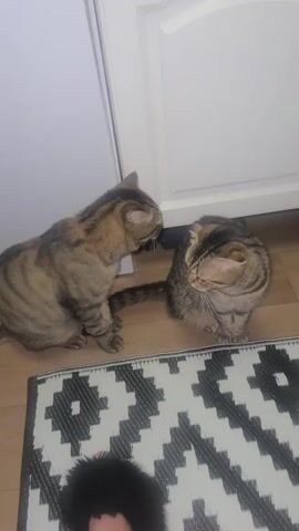 The video shows two tabby cats sitting on a wooden floor next to a black and white patterned rug. A white cabinet door is visible behind them. The cat on the left is sitting up and looking towards the camera, while the cat on the right is sitting and grooming its paw. There is a brief moment where the cat on the left appears to lick the other cat.
