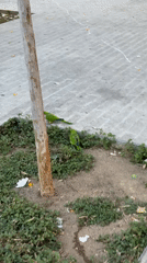 Monk Parakeets spotted foraging in Barcelona urban setting
