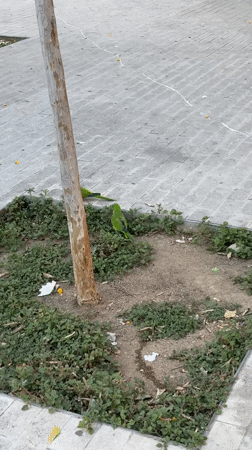 Monk Parakeets spotted foraging in Barcelona urban setting