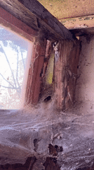 Close-up documentation session captures spiders, person, windows in Burgas