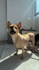 Two Chihuahuas and everyday home life in Yerevan