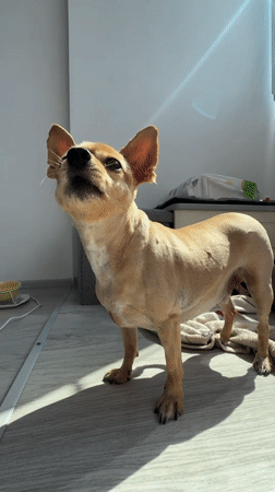 Two Chihuahuas and everyday home life in Yerevan