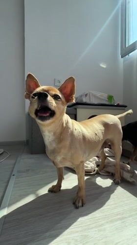 Two Chihuahuas and everyday home life in Yerevan