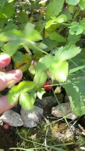 The video shows a close-up view of strawberry plants with green leaves and white flowers. Several small red strawberries are visible among the leaves. The camera moves erratically, causing the image to be blurry at times. In some shots, a human hand is seen reaching towards the plants. The environment appears to be outdoors, possibly a garden or a field, with patches of moss and rocks visible.
