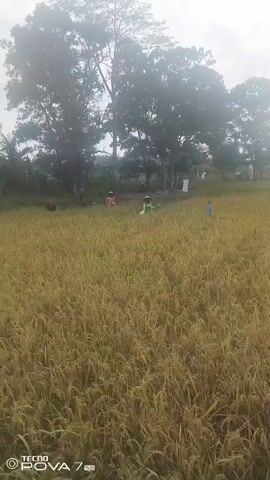 The video shows a wide shot of a rice paddy field. The rice stalks are golden yellow, indicating they are ready for harvest. In the background, there is a line of trees, and beyond that, some buildings and houses are visible. There are several people scattered throughout the field, some of whom appear to be farmers, possibly engaged in harvesting or tending to the crops. One person in the middle of the field is wearing a conical hat and is bent over. There are also a few scarecrows visible in the field, designed to deter birds. The sky is overcast with some light filtering through the clouds. The overall scene depicts a rural agricultural landscape.