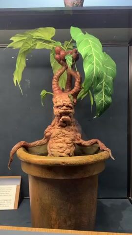 The video shows a Mandrake prop from the Harry Potter franchise on display. It is in a brown pot inside of a glass display case. It has large green leaves and a humanoid root. A display of text is in front of it.