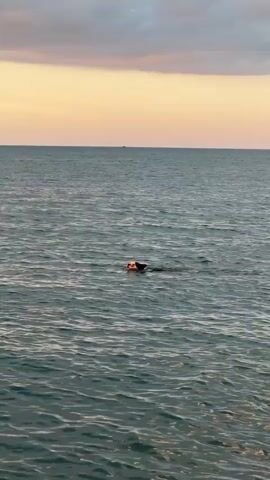 The video shows a dog wearing a bright orange life vest swimming in the ocean at Baan Mae Nam, Thailand. The dog is the sole subject in the water, actively paddling with its head above the surface. Its body is mostly submerged, with only its head and the top of its back visible.

The scene is set against a vast expanse of calm, greyish-blue water, with gentle ripples indicating minimal wave action. In the distance, a faint, dark silhouette of what appears to be a boat or a distant landmass is visible on the horizon. The sky above is a gradient of soft colors, transitioning from a pale yellow and orange near the horizon to a muted grey with hints of pink and purple clouds further up. This coloration suggests it is either sunrise or sunset.

The overall mood is peaceful and serene, with the dog's solitary swim conveying a sense of freedom and enjoyment. The natural lighting, the vastness of the water, and the quiet atmosphere create a tranquil setting. There are no visible signs of human activity beyond the dog and the distant boat. The location cues, specifically Baan Mae Nam, Thailand, place the scene in a tropical coastal environment. The video does not contain any visible text.