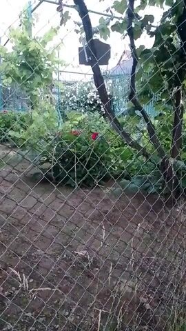 A birdhouse hangs from a branch in a garden surrounded by trees and foliage. A wire fence separates the viewer from the garden. The camera pans to the right, showing a green metal gate. Red flowers are visible among the greenery. The sky is overcast.