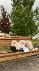 Three white dogs rest on waterfront bench in Fontanka