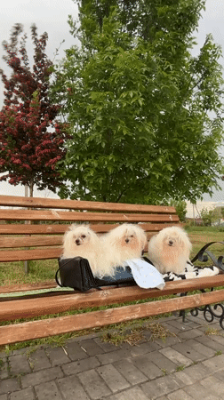 Three white dogs rest on waterfront bench in Fontanka