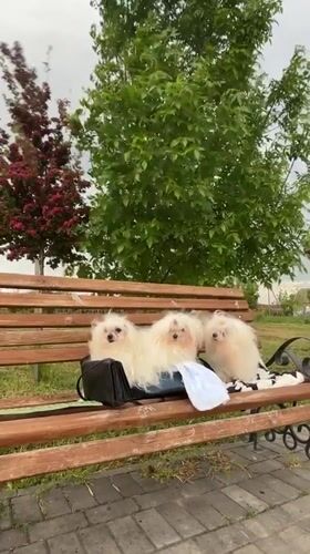 Three white dogs rest on waterfront bench in Fontanka