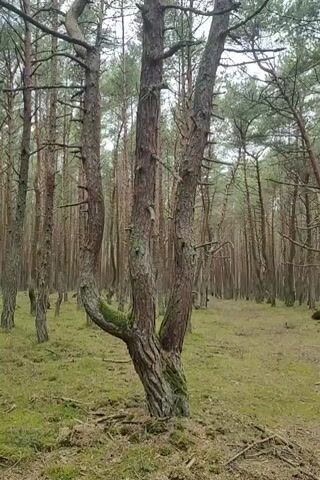 The video shows a forest with a ground covered in moss. The trees are tall and slender with thin branches and needles. The trunks are reddish-brown and have a rough texture. The trees are densely packed together, creating a somewhat eerie atmosphere. The lighting is dim, suggesting it is either overcast or late in the day. There are no visible people or animals. The camera appears to be held by a person who is walking through the forest. The movement is steady and smooth, with no jerky or erratic motions.