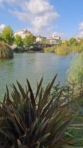 The video shows a serene outdoor scene with a pond in the foreground. The water of the pond is clear and reflects the sky. Lush green vegetation surrounds the pond, with tall reeds on one side and a cluster of broad-leafed plants in the immediate foreground. In the background, there are several multi-story buildings with light-colored facades and red-tiled roofs, nestled amongst trees. The sky is blue with scattered white clouds. The overall impression is one of a peaceful, well-maintained park or garden area. There are no people visible in the video.