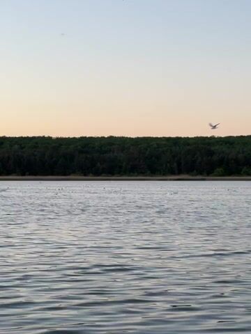 The video shows a body of water, possibly a lake, with a dense line of trees along the opposite shore. The sky is a pale gradient of pink and light blue, suggesting it could be dawn or dusk. Numerous white birds, likely swans or similar large waterfowl, are present on the water's surface, with one bird seen taking flight. The water has a slight ripple effect, indicating a gentle breeze.