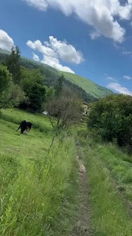 A person films a scenic video of a sprawling green pasture, where cattle are seen grazing in the distance. The pasture is situated at the base of lush green mountains, all under a bright blue sky dotted with fluffy white clouds. As the camera pans to the left, more cattle and trees come into view, before returning to the right and focusing on the winding path and distant mountains once again.