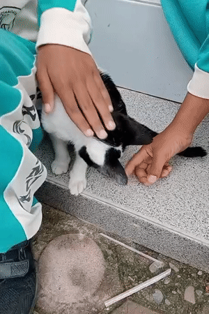 Children play with kitten, perform dances in Indonesian village