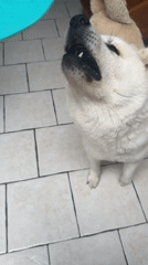 Akita dog hanging out at home in Wattrelos