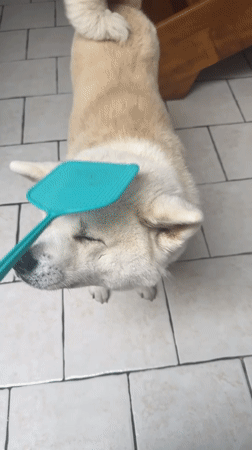 Akita dog hanging out at home in Wattrelos