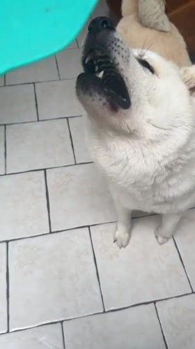 Akita dog hanging out at home in Wattrelos