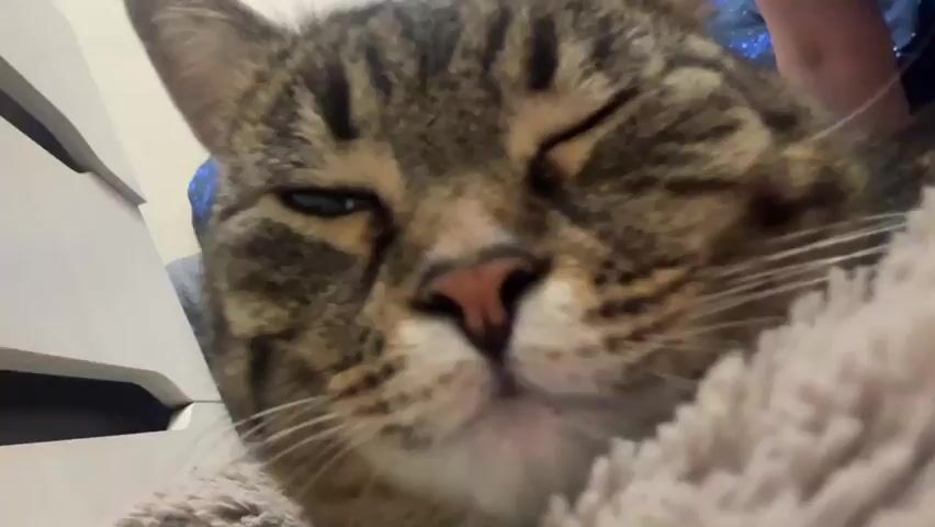 A close-up shot of a tabby cat's face as it yawns. The cat's eyes are partially closed, and its mouth is wide open, revealing its pink tongue and teeth. The cat is lying on a soft, beige surface, possibly a blanket or pillow. In the background, a white dresser or cabinet is visible on the left, and a person wearing a dark blue shirt with a sparkly pattern can be seen on the right. The lighting suggests an indoor environment.