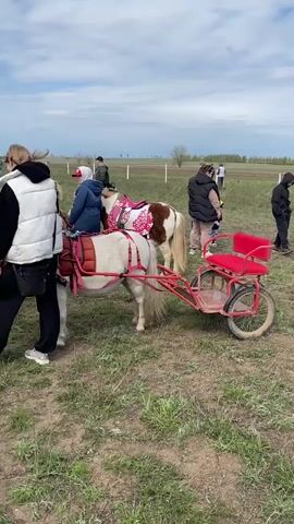 The video shows a grassy field with several people and two ponies, each attached to a small cart. The pony in the foreground is mostly white, with a red harness and saddle pad. It's hitched to a small red cart. A woman in a white puffer vest and black pants stands next to the pony, holding its lead rope. A second pony is standing nearby, it's brown and white, also with a red harness and saddle pad. A few people stand around the second pony, including a child in a blue jacket and red hat. Other people are milling around in the background, and a white fence runs along the edge of the field. The sky is overcast.