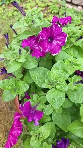 The video is a close-up, slow-motion shot of blooming purple petunias. The flowers are covered in water droplets, suggesting they have recently been watered or rained on. The petals are a vibrant magenta with white edges, and the leaves are a lush green. The background is blurred but appears to be an outdoor setting with some greenery and a hint of a terracotta pot. The camera pans slightly, showcasing the delicate texture of the petals and the glistening water on the leaves.