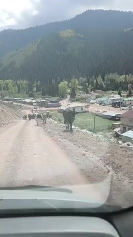 The video captures a first-person view from inside a vehicle driving slowly on a dirt road in Dzhety-Oguz, Kyrgyzstan. The vehicle is following a herd of cows that are walking down the sloping road towards a village nestled in a valley. One prominent black cow is seen on the right side of the road, and further down, several other cows, including black and white ones, move ahead.

In the background, a rural settlement is visible with various buildings and green fields. Beyond the village, majestic, tree-covered mountains rise dramatically, partially obscured by a cloudy sky. The overall scene depicts a peaceful, rural environment during daytime, characteristic of mountainous regions. No discernible text is visible.