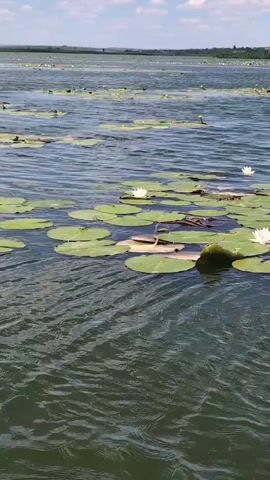 The video shows a body of water with numerous lily pads and a few white water lilies floating on the surface. The water is a dark green color and appears to be rippling. In the background, there is a distant shoreline with trees and a hazy sky with some clouds. The camera is positioned low, just above the water's surface, and appears to be moving slightly, causing the lily pads and water to shift in the frame. There are no people visible in the video.