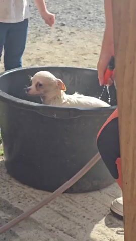 A small white chihuahua puppy is being bathed in a large black tub. Water is being sprayed on the puppy from a red and black hose held by a person whose arm and torso are visible on the right side of the frame. Another person, a child, is visible on the left side of the frame, wearing a white t-shirt and blue jeans. The tub is outdoors, with gravel and dirt visible on the ground.