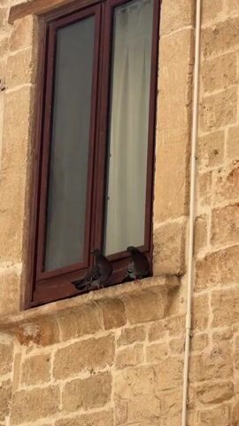 Two pigeons are perched on a stone windowsill beneath a closed window. The window has a dark brown frame and two panes. The wall surrounding the window is constructed from large, rough-hewn stone blocks in various shades of beige and tan. A thin white pipe runs vertically along the right side of the frame. The pigeons are facing the viewer and appear to be stationary. The lighting suggests it is daytime.