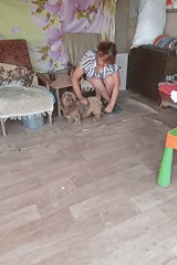 Dog grooming session and snack spread at home