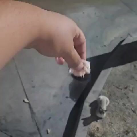 A hand is holding a small piece of food over a concrete surface. The hand then drops the food, and a small, light-colored animal, possibly a rodent or a small mammal, approaches and eats it. The animal has a long tail and appears to be on a patio or paved area with some dry grass nearby.