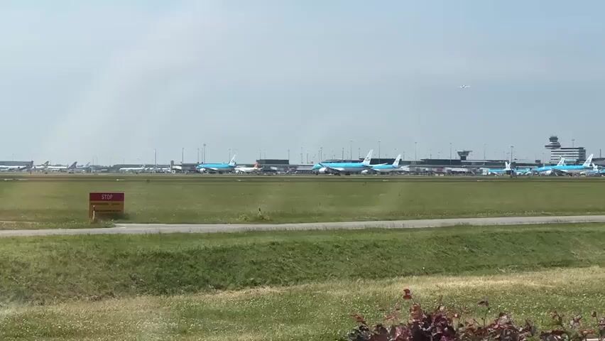 The video shows a wide shot of an airport tarmac on a clear day. A row of airplanes is parked on the tarmac in the middle ground, with their tails visible. The airplanes are various colors, with several prominent blue and white ones. A control tower is visible in the distance. In the foreground, a grassy field with a paved road runs across it. A red and yellow STOP sign is planted in the grass to the left of the road. A bird flies across the frame from right to left in the foreground. The sky is bright and hazy.