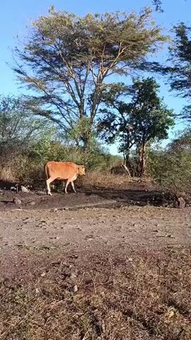 This is a short, shaky video clip filmed outdoors in a rural, natural setting, likely in Sumberwaru, Indonesia. The scene is dominated by dry, sparse vegetation in the foreground, with a dusty dirt path leading into a wooded area. Several trees with light-colored bark and sparse foliage are visible, along with denser bushes and smaller trees. The sky is clear and blue, suggesting a sunny day.

The main subject is a single, reddish-brown cow walking across the dirt path towards the right side of the frame. The cow appears healthy and is moving at a steady pace. There are no people visible in the video. The overall atmosphere is peaceful and tranquil, with the focus on the natural environment and the animal within it. The lighting suggests it is daytime, likely late morning or early afternoon given the angle of the sun and the brightness of the scene. No text is visible in the video.