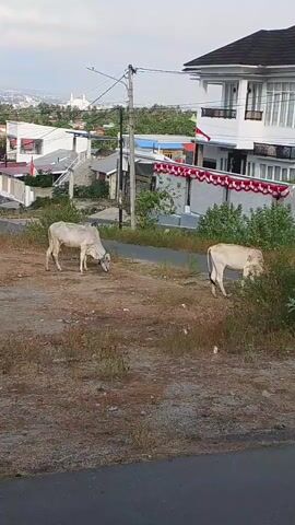 A video shows two cows grazing on a dusty, overgrown hillside. One cow is white and the other is a light brown. Behind the cows, there are several houses and buildings. One house is a large, modern white structure with a dark roof, decorated with red and white banners. The other houses are smaller and appear to be more traditional in style. In the distance, there are more buildings and a body of water, and the sky is overcast.